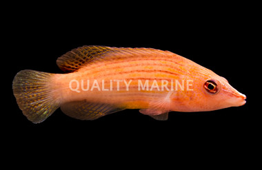 Eight Line Wrasse