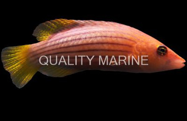 Eight Line Wrasse