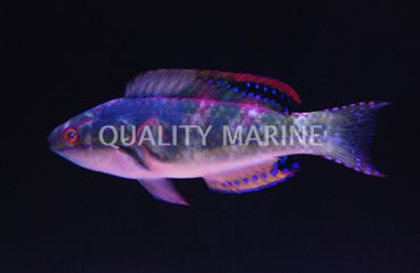 Exquisite Fairy Wrasse