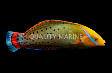Queen Coris Wrasse, Adult