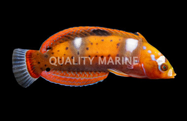 Queen Coris Wrasse, Juvenile