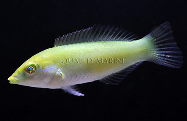 Green Wrasse