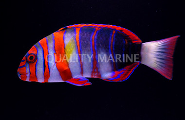 Harlequin Tuskfish