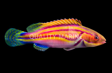 Laboute's Fairy Wrasse