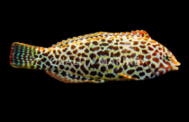Black Spotted Leopard Wrasse