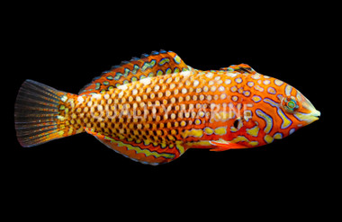 Ornate Leopard Wrasse