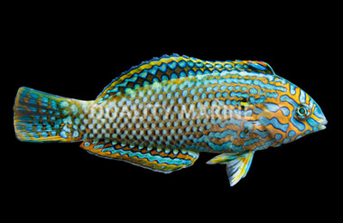 Black Spotted Leopard Wrasse, Male