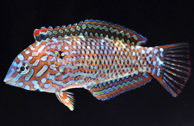 Black Spotted Leopard Wrasse, Male