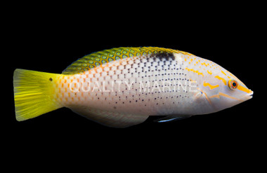 Checkerboard Wrasse