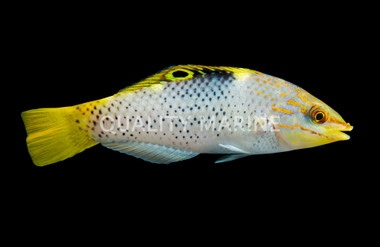 Checkerboard Wrasse