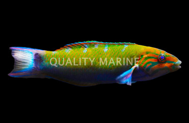 Lyretail Wrasse
