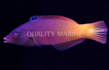 Two Tone Wrasse