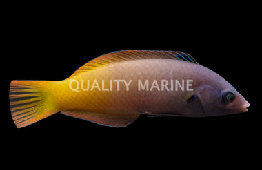 Two Tone Wrasse