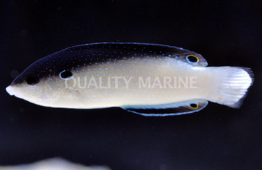 Black Backed Wrasse