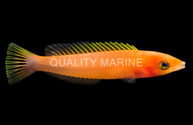 Pencil Wrasse