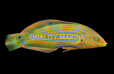 Melanurus Wrasse, Female