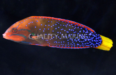 Red Coris Wrasse, Adult