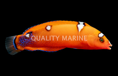 Red Coris Wrasse, Juvenile