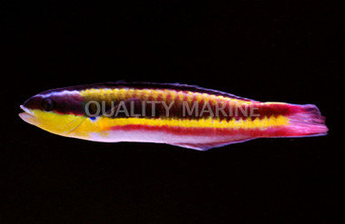 Cortez Rainbow Wrasse