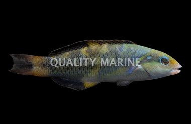 Jansen's Wrasse
