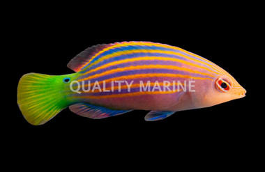 Six Line Wrasse
