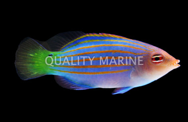 Six Line Wrasse