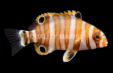 Harlequin Tuskfish, Juvenile