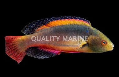 Scott's Velvet Fairy Wrasse