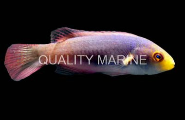 Scott's Velvet Fairy Wrasse