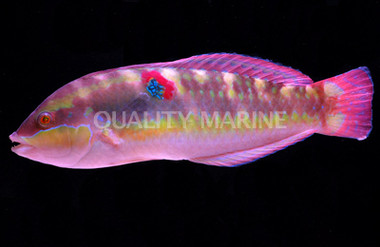 Wounded Wrasse