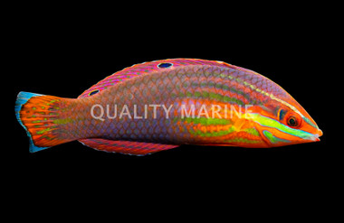 Red Lined Wrasse, Juvenile/Sub Adult