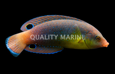 Yellowbreasted Twist Wrasse