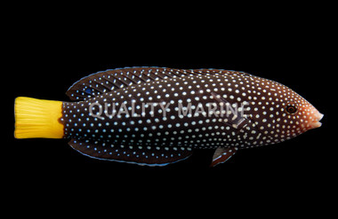 Yellowtail Wrasse