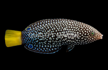 Yellowtail Wrasse