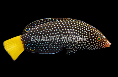 Yellowtail Wrasse