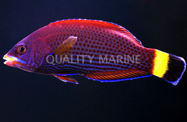 Chiseltooth Wrasse
