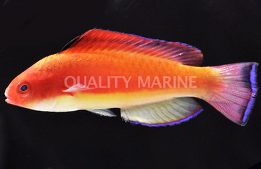 Hooded Flame Fairy Wrasse, Male