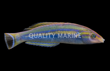 Decolores Wrasse, Male - Quality Marine