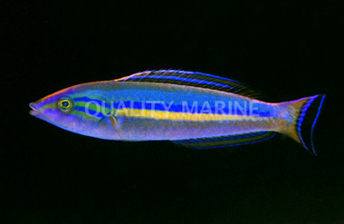 Pencil Wrasse, Male