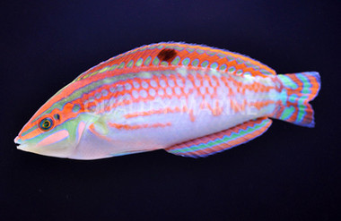 Red X-Mas Checker Board Wrasse :: 33616