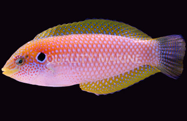 Kuiter's Leopard Wrasse