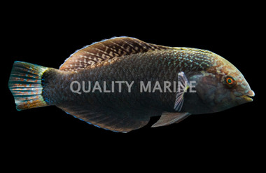 Black Leopard Wrasse