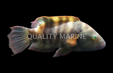 Broomtail Wrasse