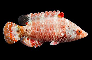 Floral Wrasse