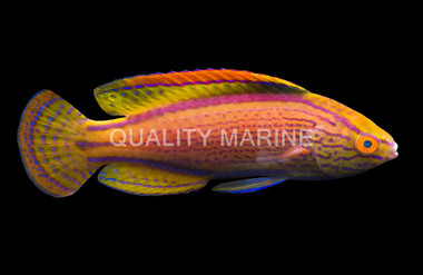 Lineatus Fairy Wrasse, Male