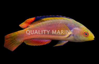 Greenback Scott's Velvet Fairy Wrasse