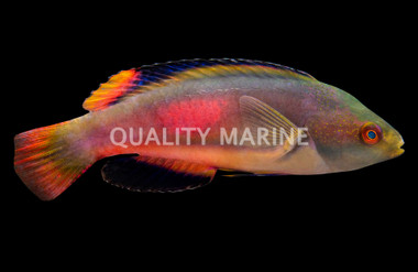 Greenback Scott's Velvet Fairy Wrasse