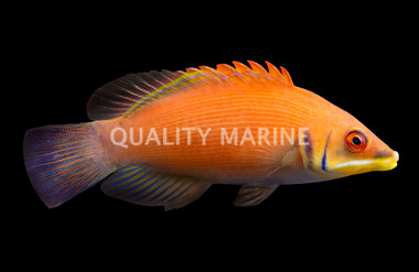 Striated Wrasse
