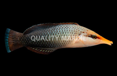 Black Bird Wrasse, Female :: 33647