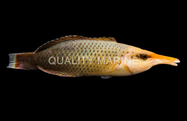 Black Bird Wrasse, Female :: 33647